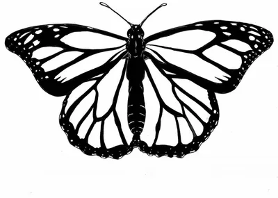 рисунок Бабочка черно белое Чёрное PNG , рисунок бабочки, рисунок крысы,  рисунок мухи PNG картинки и пнг PSD рисунок для бесплатной загрузки
