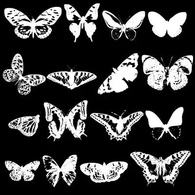 Изображение Бабочки и цветы Разное Черно-белые Живопись