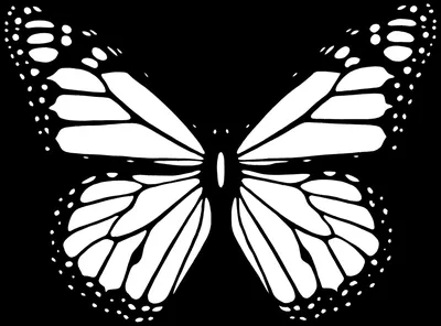 Черно-белый трафарет бабочка рисунок, бабочка, белый, кисть Footed  Butterfly png | PNGEgg