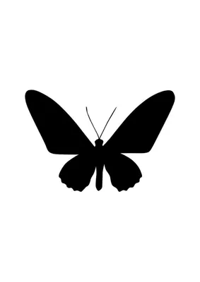 24 шт./компл. черно-белые 3D бабочки наклейки на стену свадебные украшения  спальня гостиная домашний декор бабочки наклейки наклейки | AliExpress