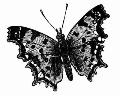 красивые черно-белые бабочки на белом фоне для раскраски страниц  Иллюстрация вектора - иллюстрации насчитывающей икона, конструкция:  215457011