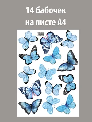 БАБОЧКИ для оформления торта🔥 Листай КАРУСЕЛЬ😉 Пожалуй самый популярный  макет с бабочками, для оформления тортов😍 ЗАКАЗАТЬ съедобные… | Instagram