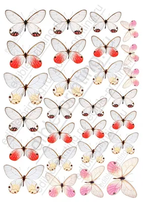 бабочки разные | Бумажные бабочки, Бесплатные трафареты, Шаблоны печати