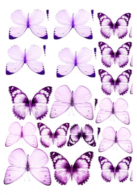 Бабочки. бесшовные шаблон на белом фоне. картины на стену • картины  красивый, печать, силуэт | myloview.ru