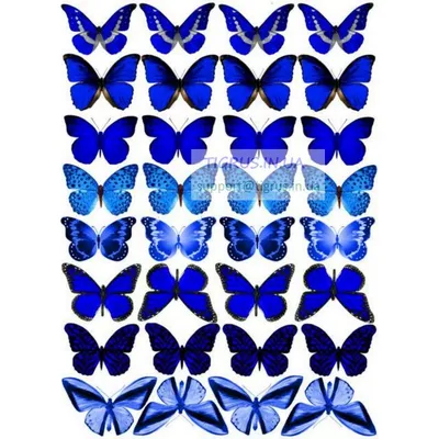 Яркие бабочки картинки - 64 фото
