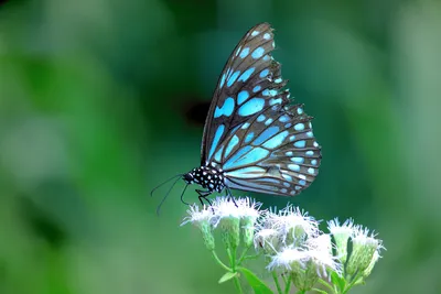 Бабочки как знамения - их цвета и значение | Ягода_Малина | Дзен