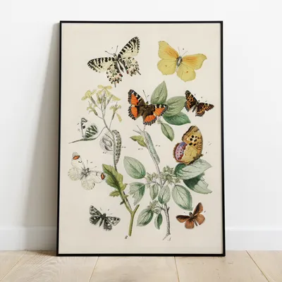 разноцветные бабочки на белом фоне Stock Photo | Adobe Stock