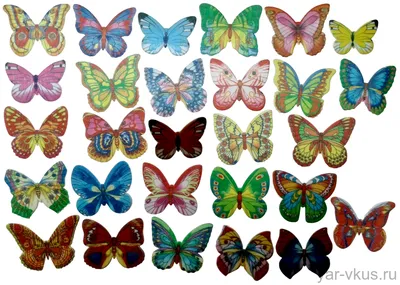 Стадии развития бабочки жизненный цикл превращение из гусеницы статья на  сайте магазина ферм бабочек Флай-Флай — fly-fly.ru