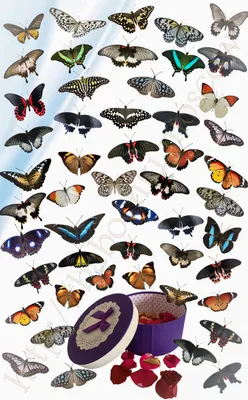 Бабочки разноцветные А4