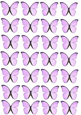 Постер \"Бабочки\" купить в интернет-магазине Designeroom