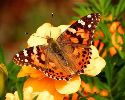 бабочки | Бумажные бабочки, Шаблон бабочка, Букет