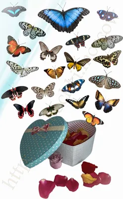 Виды бабочек: фото, названия и описание самых красивых и распространенных  насекомых