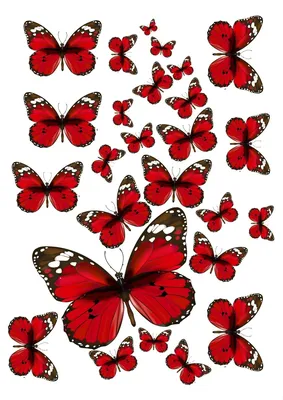 Бабочки декоративные, перьевые, 7 см, 1 шт. – купить в Казани | «С  Нежностью»