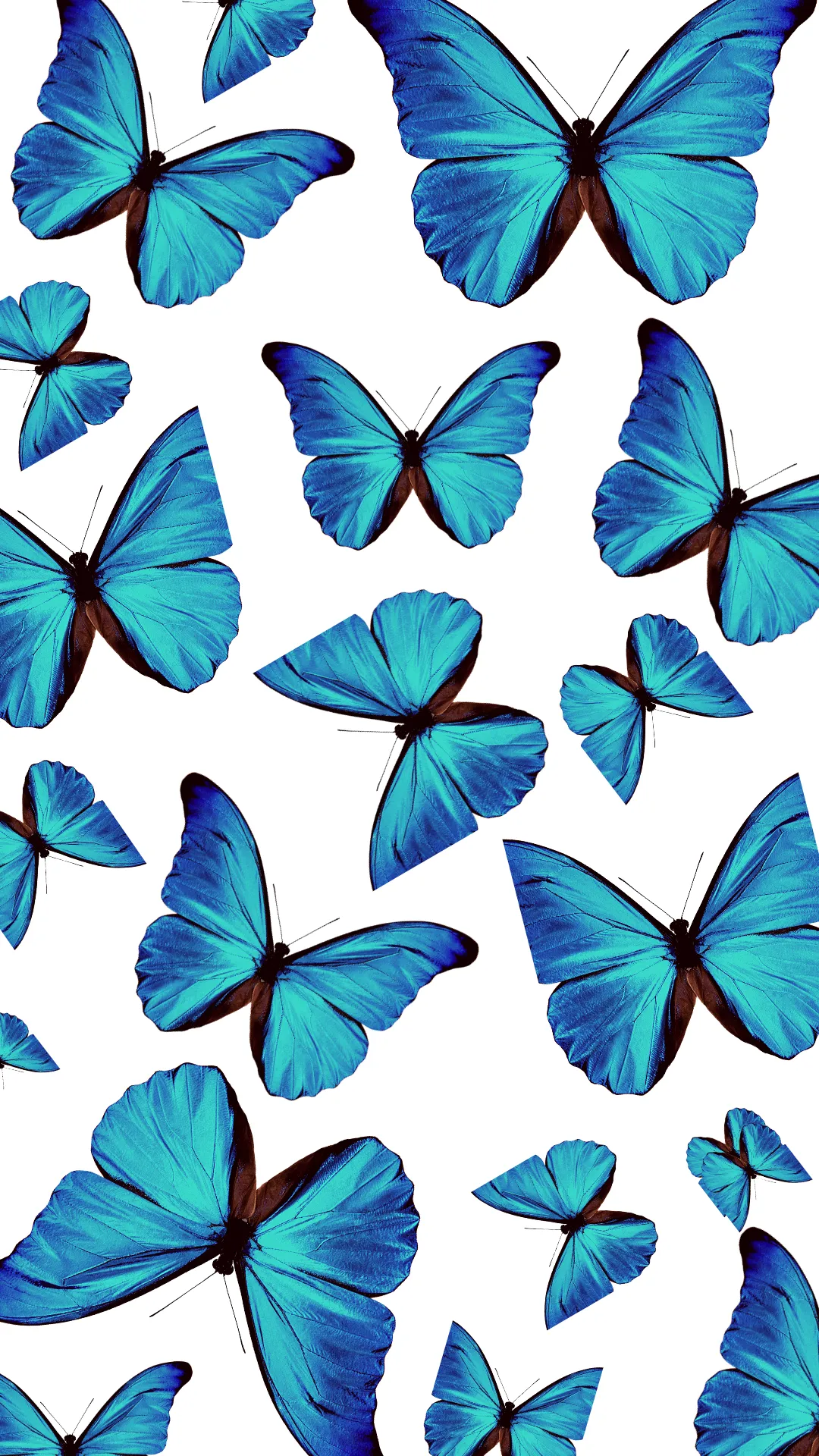 Бело голубые бабочки. Бабочки на белом фоне. Голубая бабочка. Синяя бабочка. Бабночкс на белом фоне.