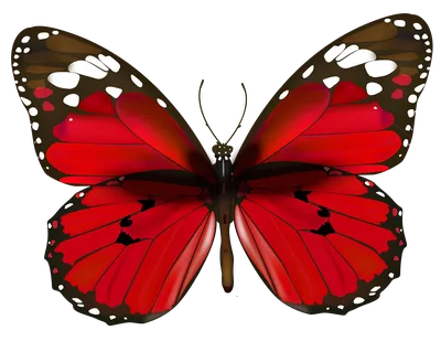 Элемент дизайна. Рамка из бабочек. Синие бабочки на белом фоне. векторное  изображение Векторное изображение ©burbura 273949534