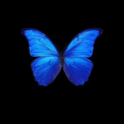 Бабочки на черном фоне Векторное изображение ©Humming89 13256430