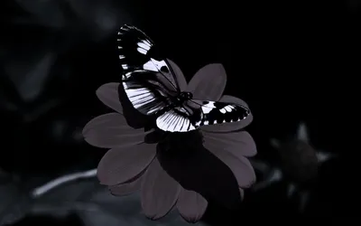 Фиолетовые розы и бабочка на чёрном фоне | Фиолетовые розы, Обои фоны, Обои  искусство