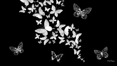 Бабочки на черном фоне обои на телефон [14+ изображений]