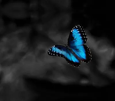 бабочки и цветы на черном фоне цифровое искусство Ai, цветы цифровое  искусство, бабочки ай арт, бабочка фон картинки и Фото для бесплатной  загрузки