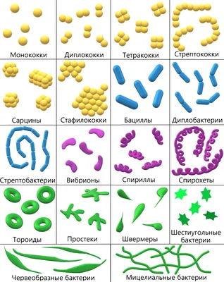 File:Анаэробные бактерии.jpg - Wikimedia Commons