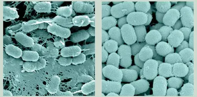 В Приэльбрусье любят погорячее: открыт новый вид живучих бактерий