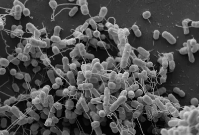Союз бактерии и наночастицы для производства зеленого водорода – Наука