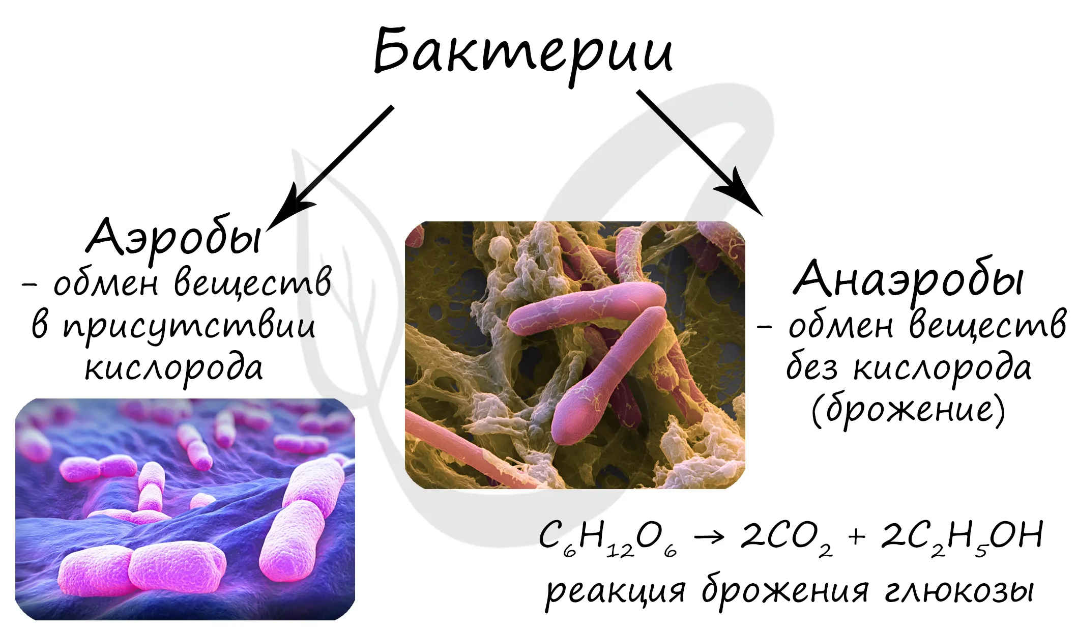 Какие функции выполняют бактерии в организме человека