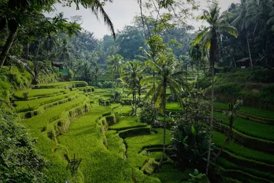 Путь к просветлению: как и почем хабаровчанам добраться до Бали  (МОНИТОРИНГ) — Новости Хабаровска