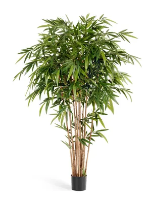 Бамбук комнатный – уход за растениями от «Серисса»