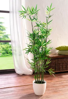 Ствол бамбука зеленый ⌀ 9 - 10 см - Бамбук от производителя