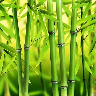 Бамбук Мосо Хубэй СЕМЕНА (20 семян) Комнатные растения | AliExpress