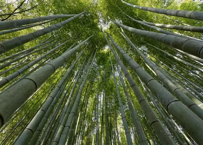 Гигантский Бамбук — стоковые фотографии и другие картинки Бамбук - Бамбук,  Бамбуковый материал, Бамбуковый лес - iStock