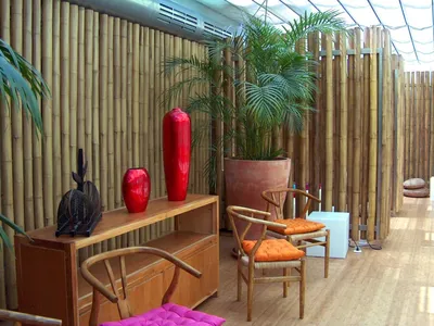 Комнатный бамбук – растение счастья: Персональные записи в журнале Ярмарки  Мастеров