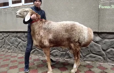 Встречайте гигантского и невероятно дорогого арашанского барана из  Центральной Азии · Global Voices по-русски