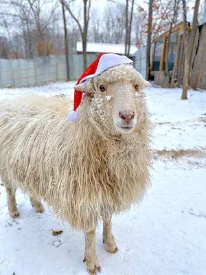 Почему казахстанским овцам нужны зарубежные бараны