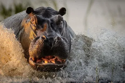 На что способен бегемот — самый лютый зверь Африки | Заметки о животных |  Дзен