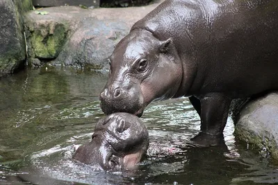 Долгожданный бегемот родился в зоопарке Алматы