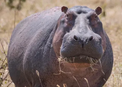 Обыкновенный бегемот, Hippopotamus amphibius, Hippopotamus… | Flickr