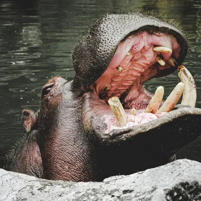 Детеныш бегемота отдыхает на спине своей матери | Пикабу