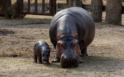 Новорождённого бегемота показали в зоопарке Алматы | informburo.kz