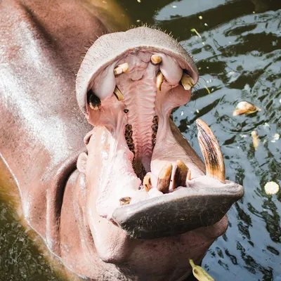 В Большереченском зоопарке отметили 35-летие бегемота Кёнига | 12 канал