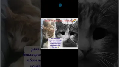 Update ‼️ Бетховен найден мертвым… Беги по радуге, красавчик!.. ‼️ВНИМАНИЕ  ВАЖНАЯ ИНФОРМАЦИЯ ‼️ 🙏ПЁСИКУ БЕТХОВЕНУ НУЖЕН НОВЫЙ ДОМ… | Instagram