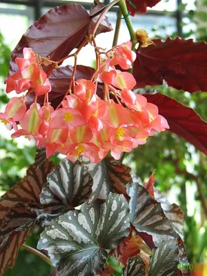 Бегония (Begonia) 'Down Home'