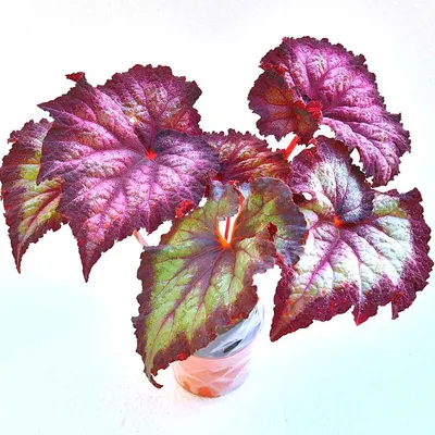 Бегония в ассортименте (Begonia)