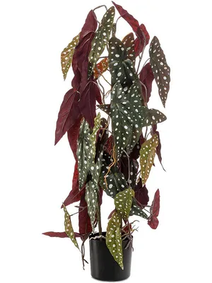 Бегония клубневая АмериГибрид Раффлд Лососевая Begonia tuberosa AmeriHybrid  Ruffled Salmon - купить семена цветов с доставкой по Украине в магазине  Добродар