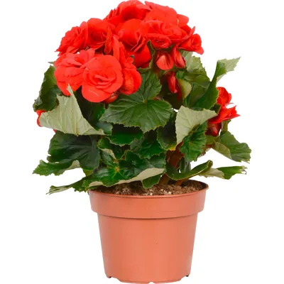 Комнатное растение \"Бегония королевская Бетула\" купить по низкой цене в  интернет-магазине kashpo.store