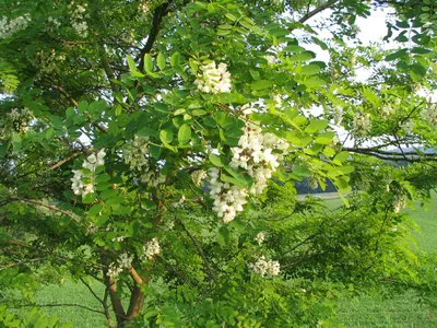 Robinia pseudoacacia / Белая акация | Широко распространено … | Flickr