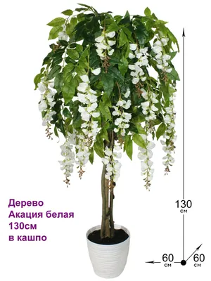 Белая акация (Робиния ложноакациевая) саженцы купить в Москве по цене от  500 руб.