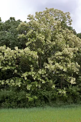 🌱 Семена Белая акация (Робиния ложноакациевая) Алеофита, Семена, 25 шт.  Цена от 350 руб. В наборе качественные семена, инструкция и советы по  проращиванию дерева дома. Купить с доставкой и онлайн оплатой. -  интернет-магазин Лесландия