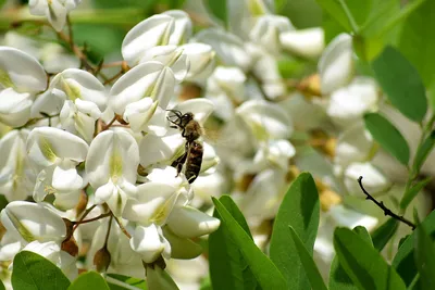 Ботанический сад МГУ имени М.В. Ломоносова - Робиния (белая акация)  (Robinia pseudoacacia L.) | Facebook